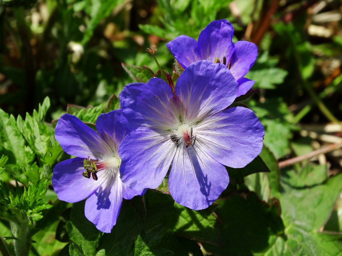 Image of Geranium platyanthum specimen.