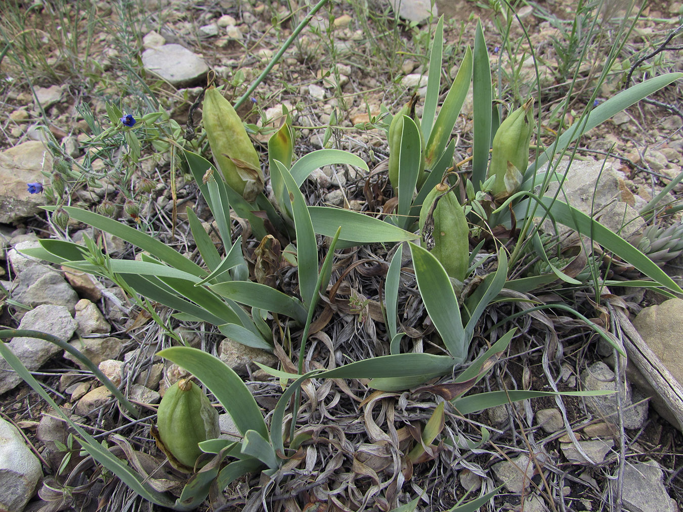 Image of Iris lutescens specimen.