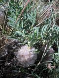 Astragalus pterocephalus