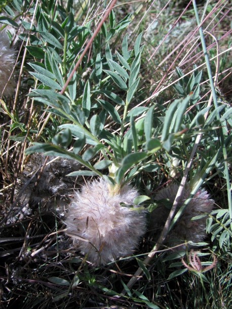 Изображение особи Astragalus pterocephalus.