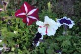 Petunia &times; atkinsiana