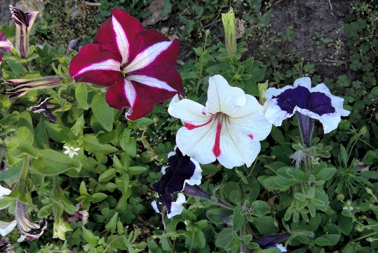 Изображение особи Petunia &times; hybrida.