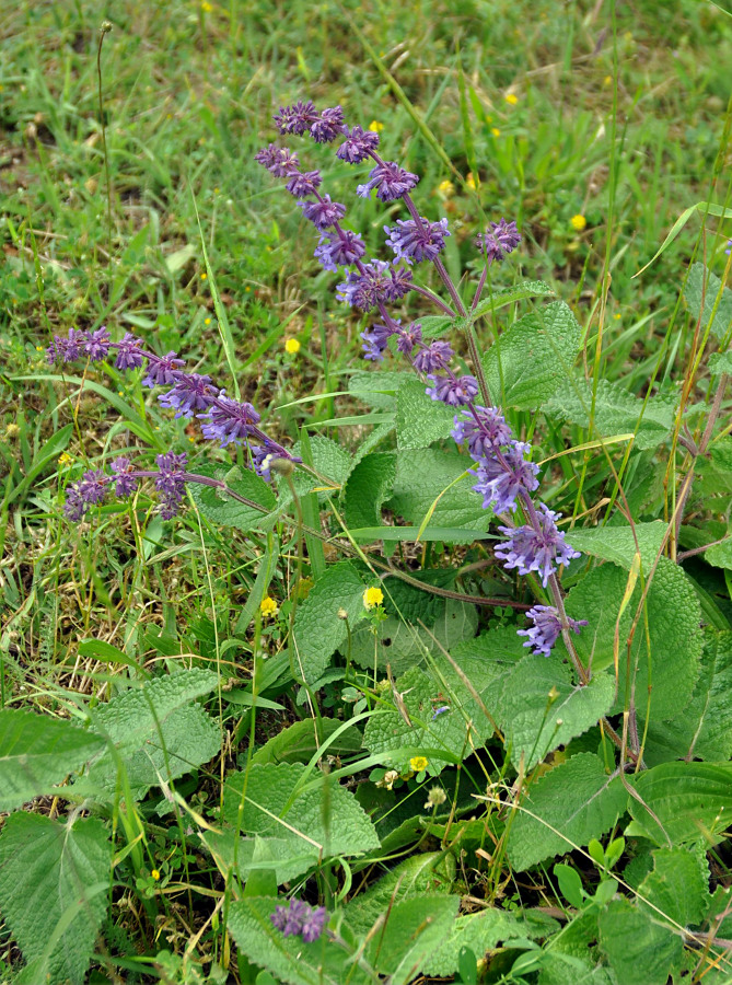 Image of Salvia verticillata specimen.