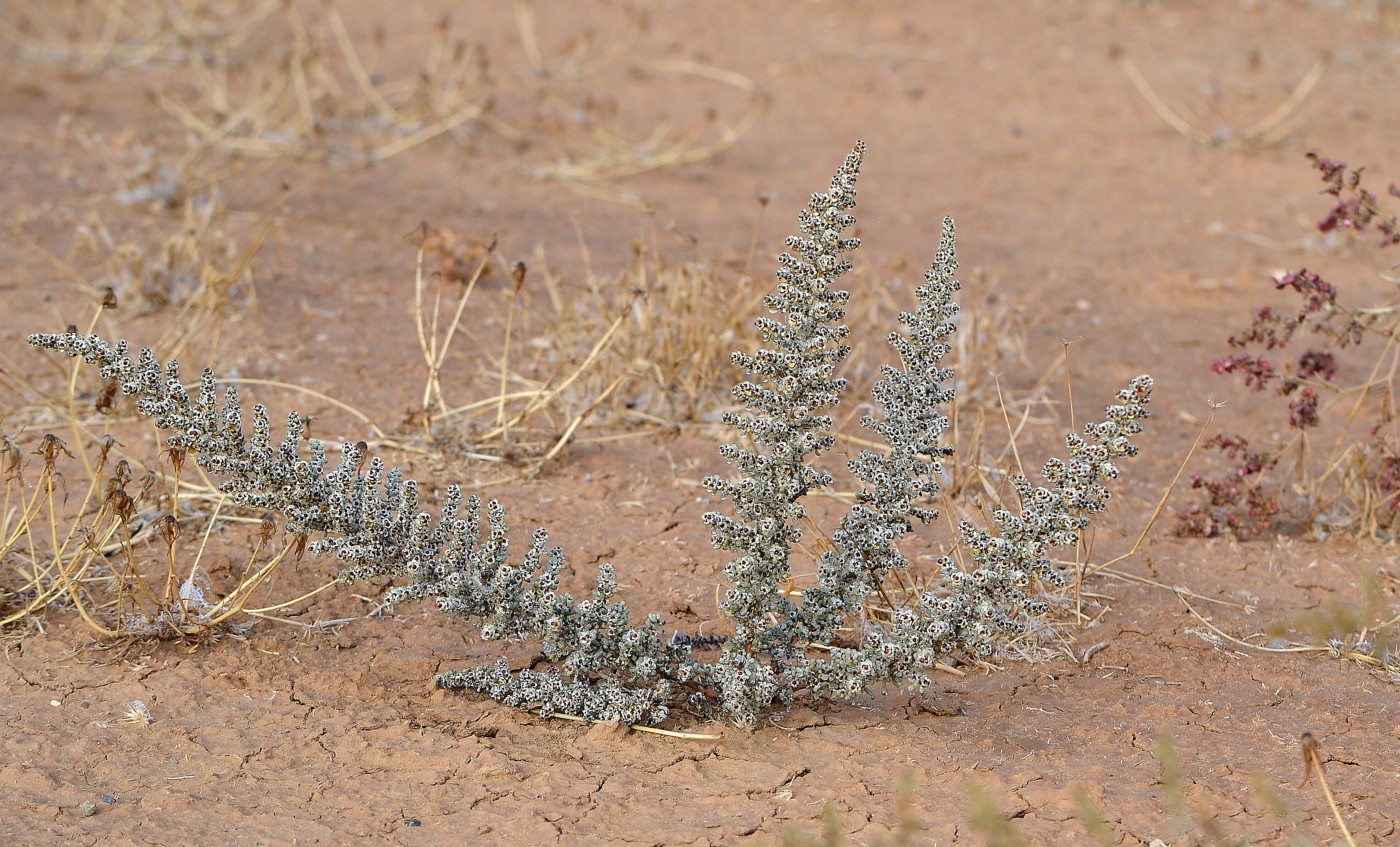 Изображение особи Salsola foliosa.