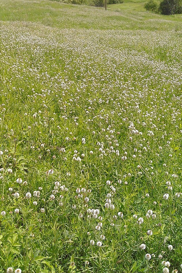 Image of Trifolium montanum specimen.