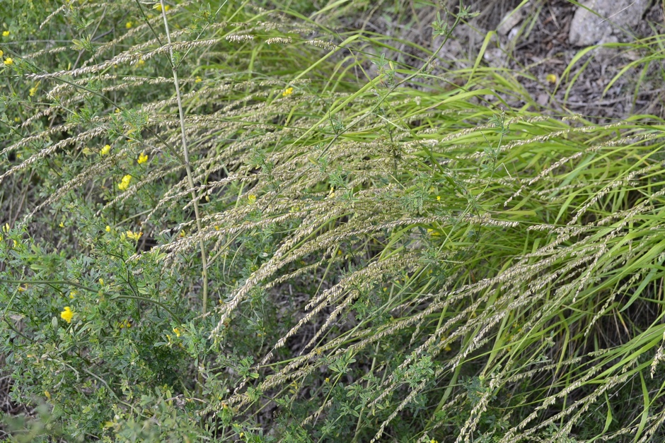 Image of Melica virgata specimen.