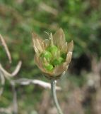 Xeranthemum cylindraceum