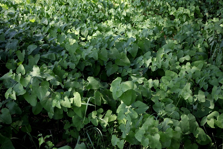 Image of Aristolochia clematitis specimen.