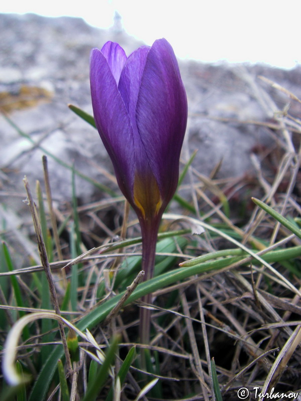 Изображение особи Crocus tauricus.