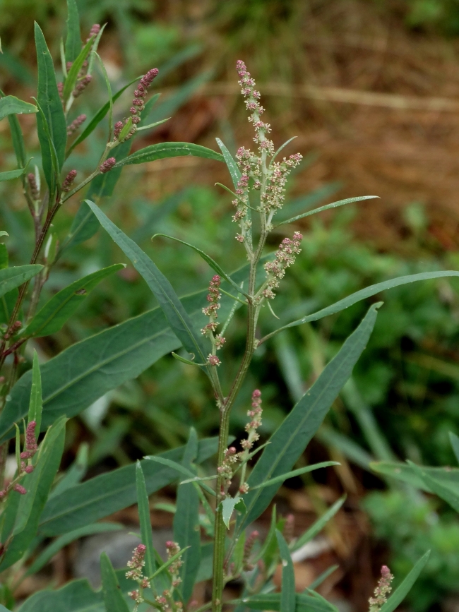 Изображение особи Atriplex patens.