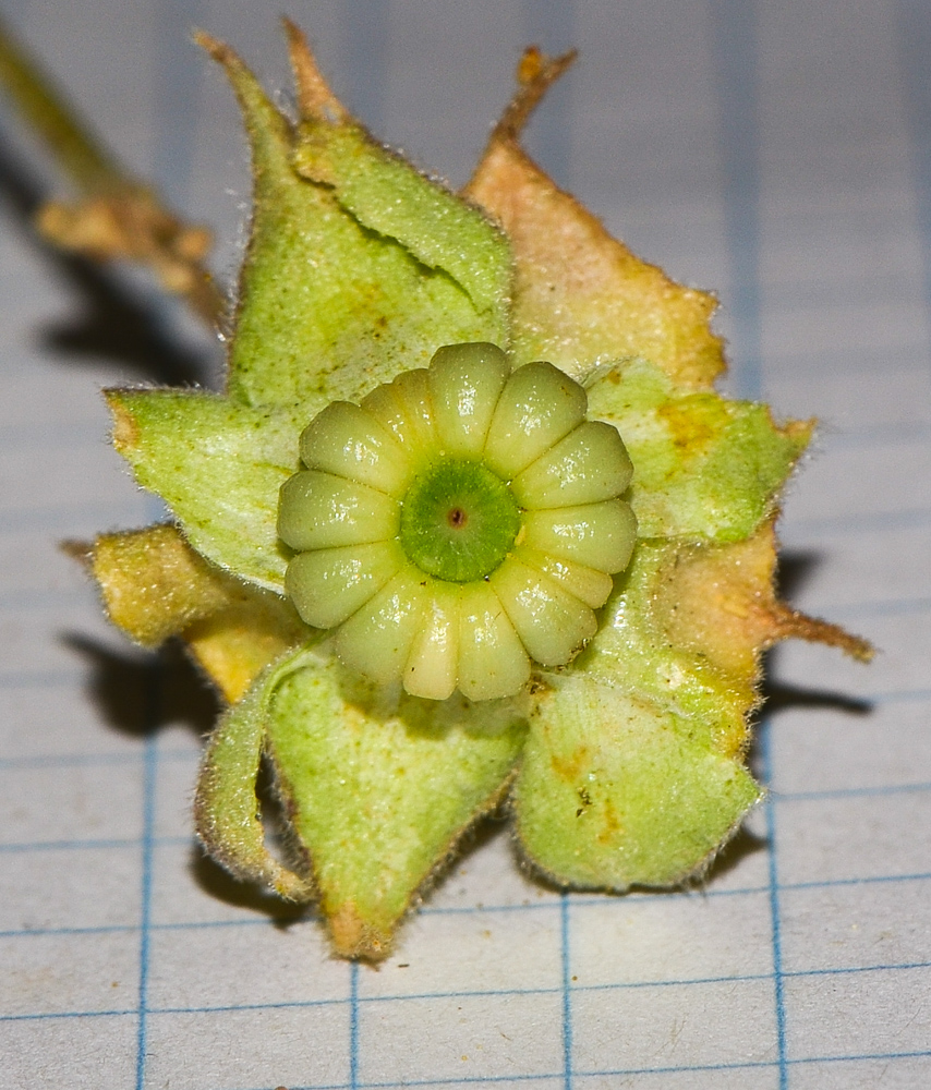 Image of Malva punctata specimen.