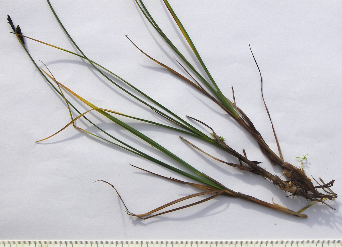 Изображение особи Carex transcaucasica.