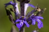 Ajuga reptans