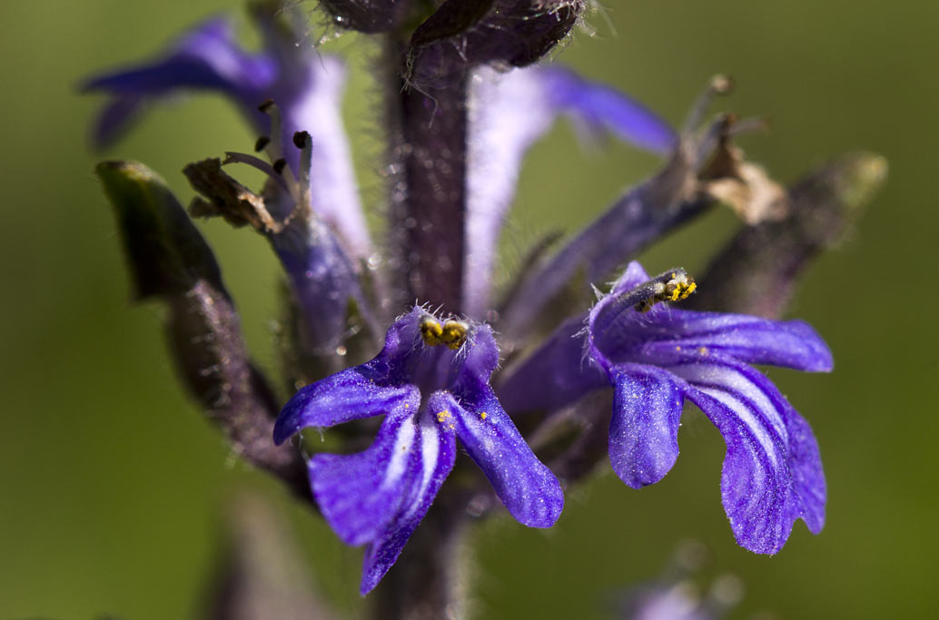 Image of Ajuga reptans specimen.