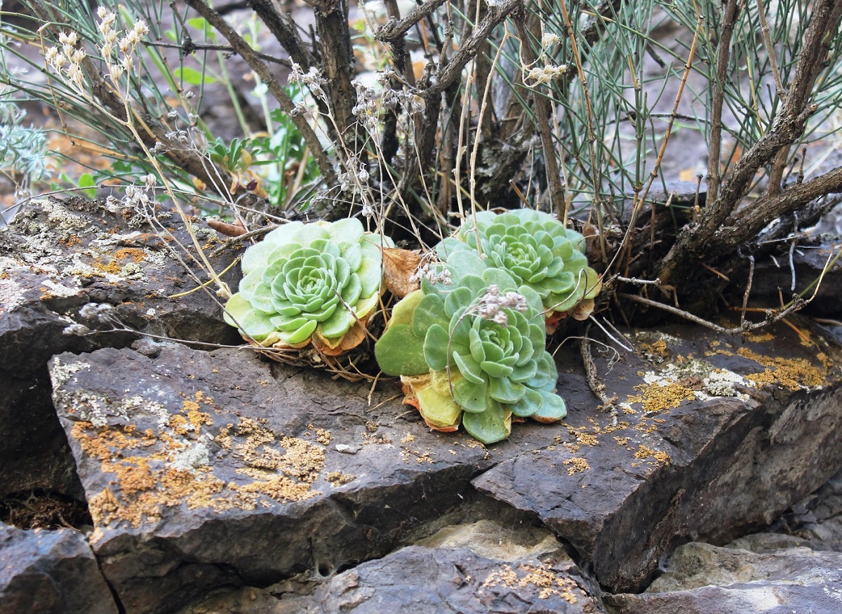 Image of Rosularia platyphylla specimen.