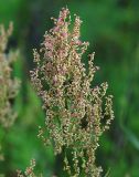 Rumex thyrsiflorus. Соцветие. Ленинградская обл., окр. ж.-д. ст. Кавголово. 12.07.2009.