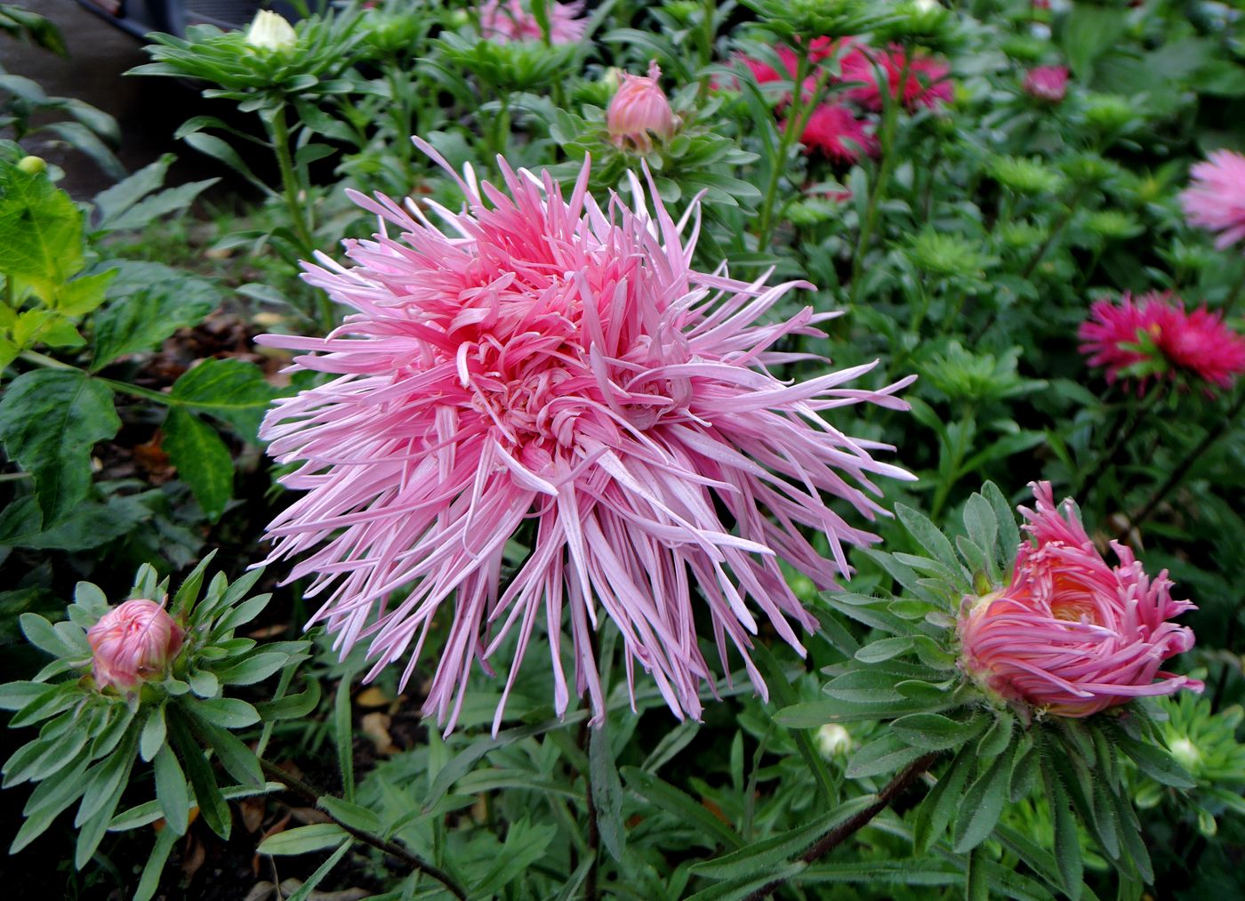 Изображение особи Callistephus chinensis.