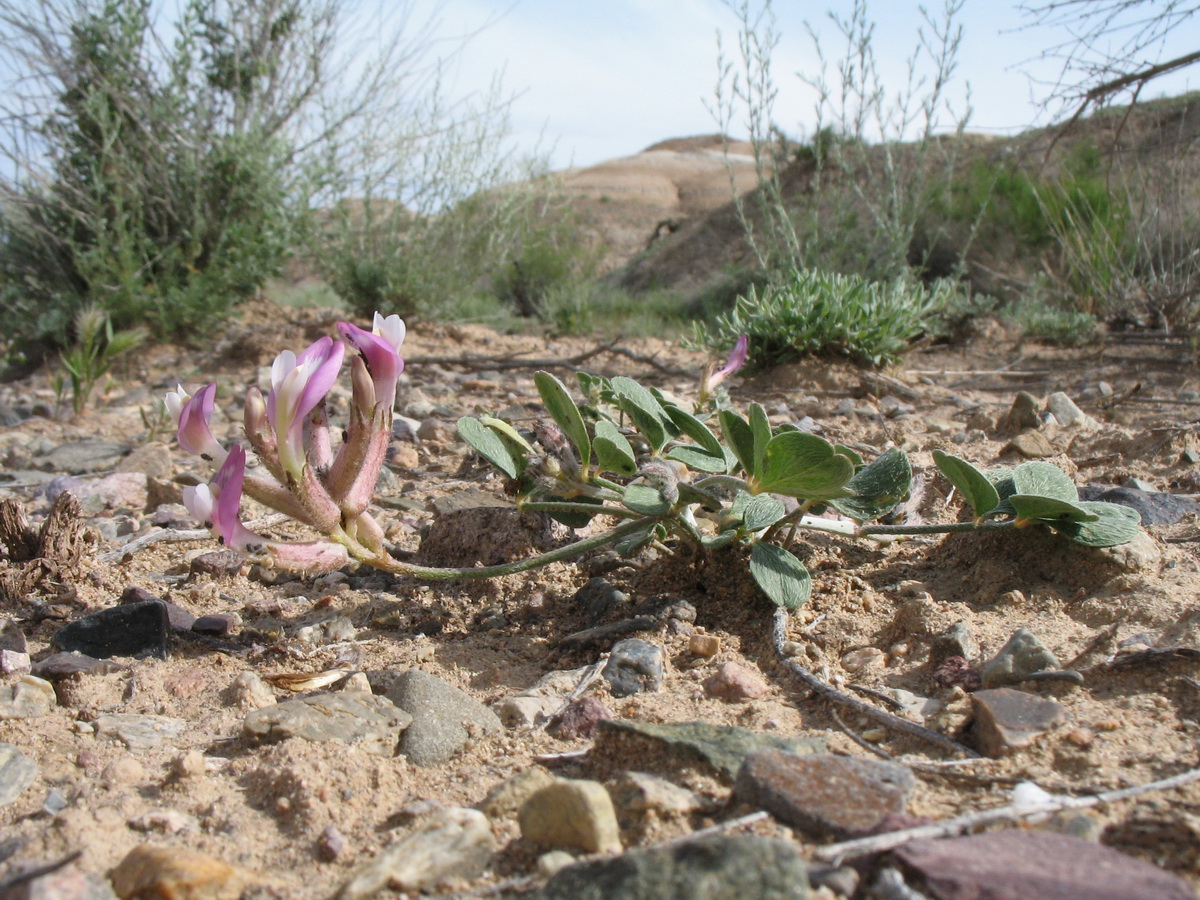 Image of genus Astragalus specimen.