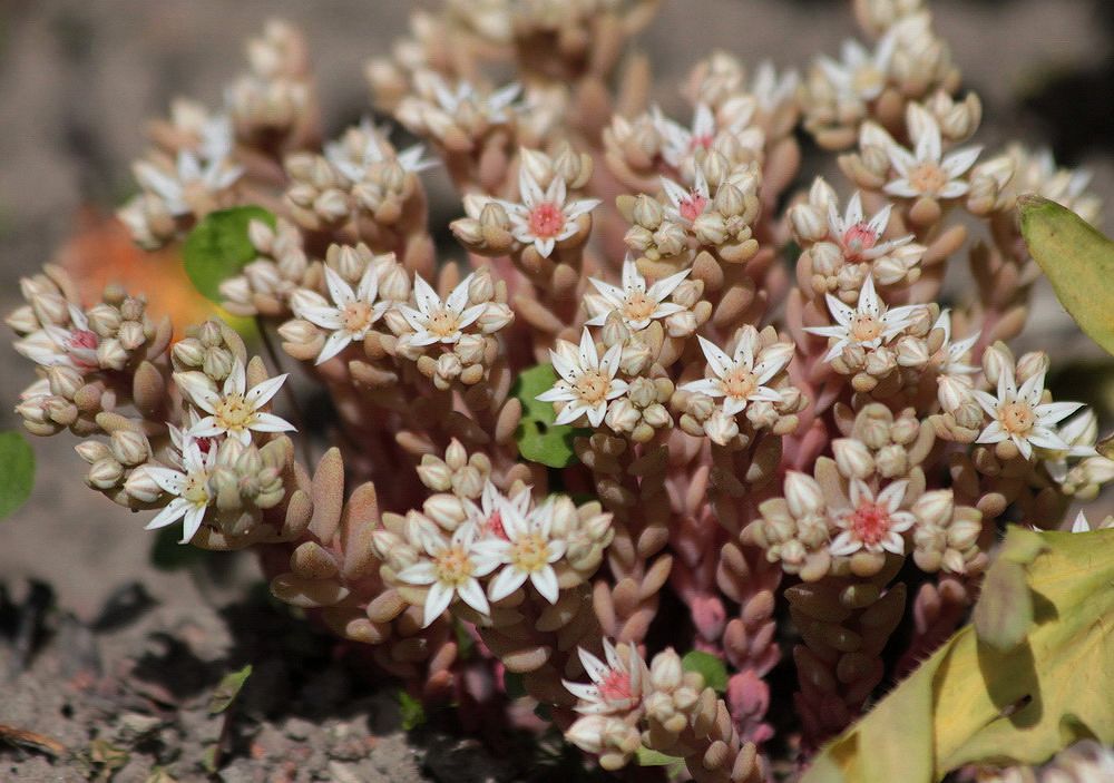 Image of Sedum hispanicum specimen.