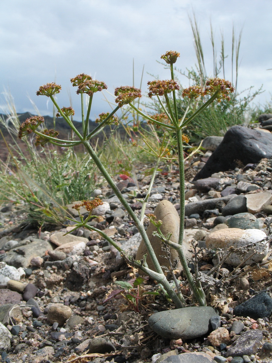 Image of Ferula sugatensis specimen.