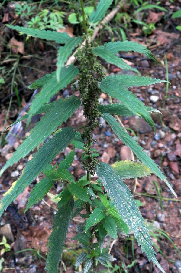 Image of Urtica angustifolia specimen.
