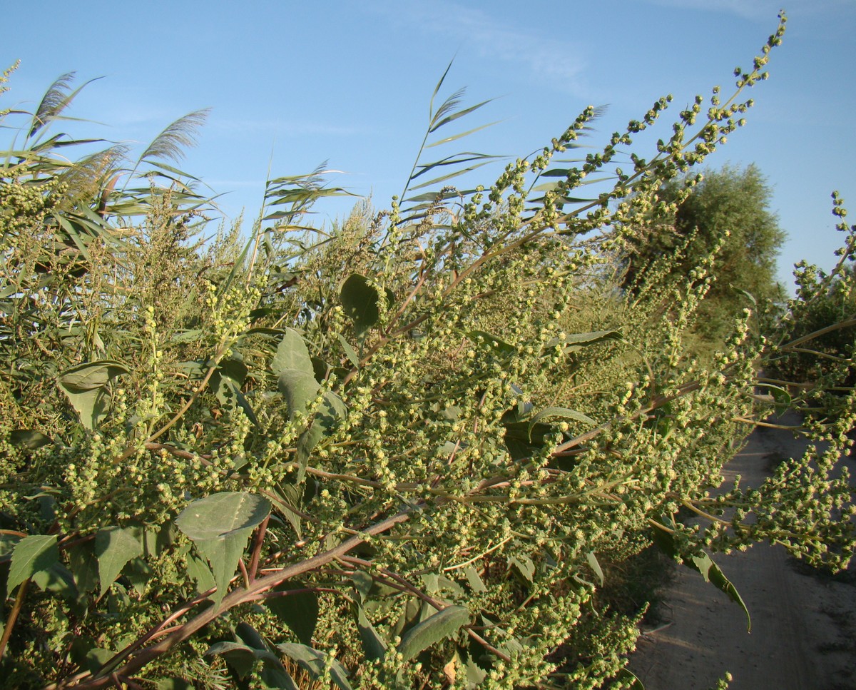 Image of Cyclachaena xanthiifolia specimen.