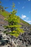 Larix cajanderi