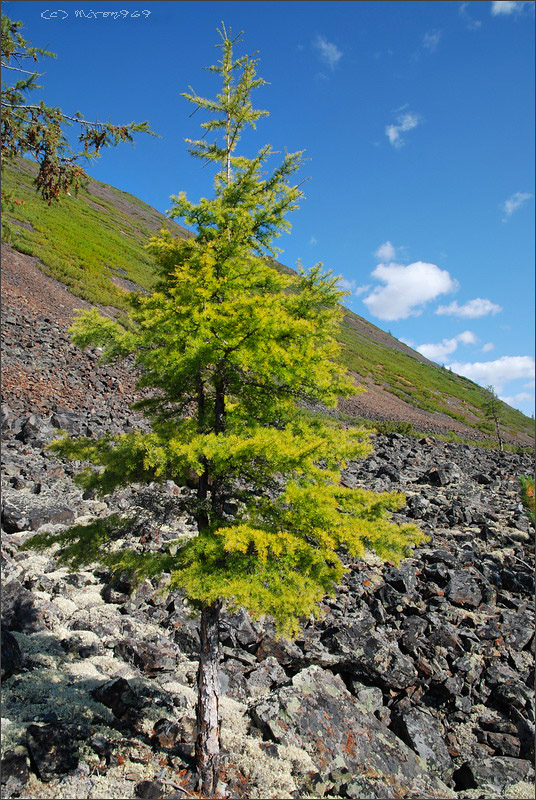 Image of Larix cajanderi specimen.