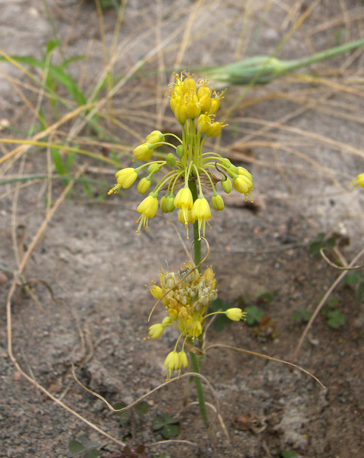 Image of Allium flavum var. minus specimen.