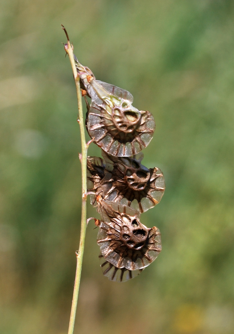 Изображение особи Onobrychis pulchella.