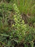 Alyssum alyssoides