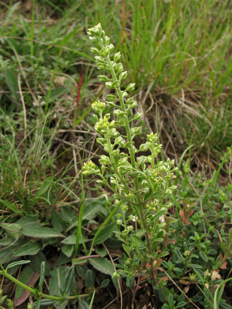 Изображение особи Alyssum alyssoides.