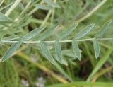 Astragalus varius