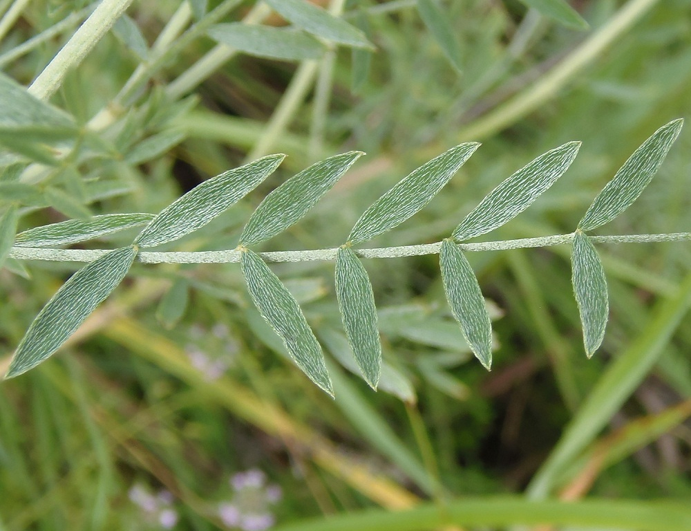 Image of Astragalus varius specimen.