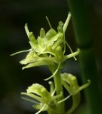 Image of taxon representative. Author is Светлана Нестерова