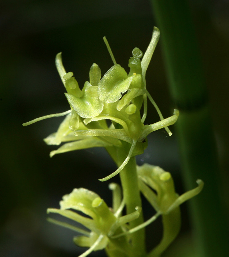 Image of Liparis loeselii specimen.