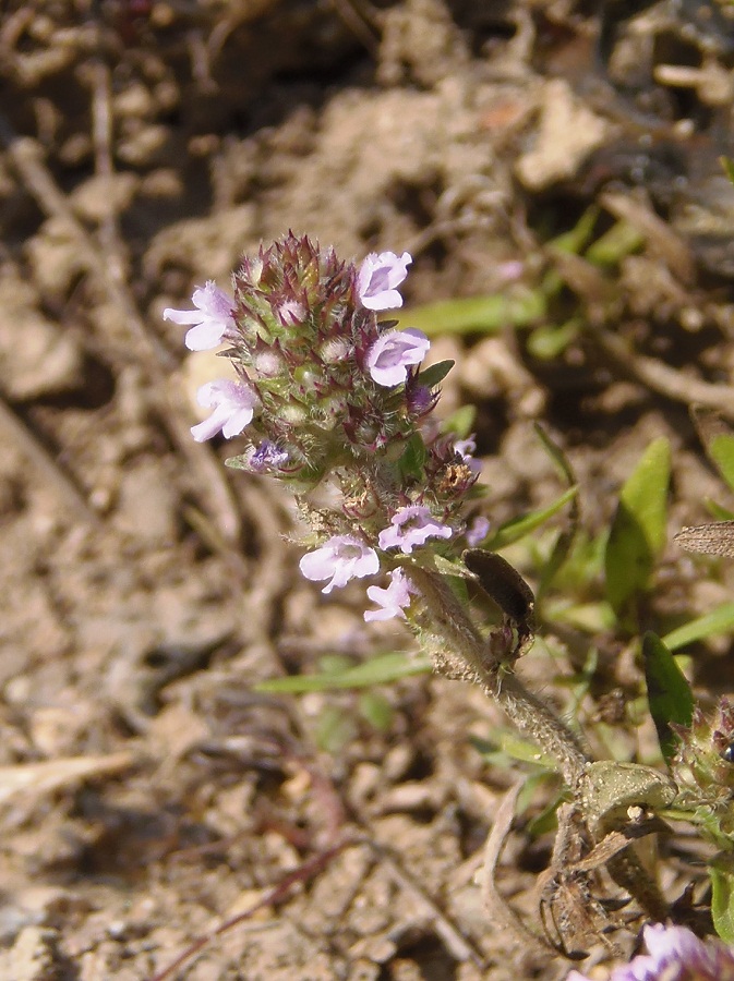 Изображение особи Thymus marschallianus.