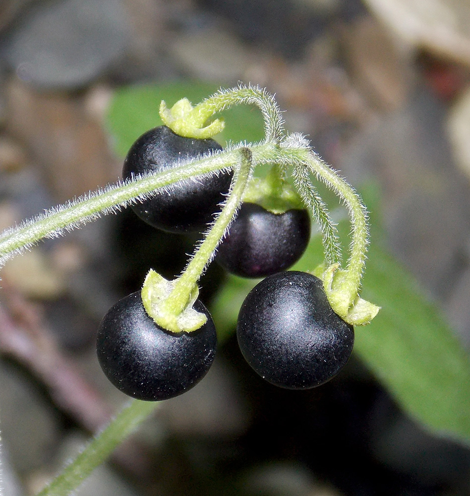 Изображение особи Solanum nigrum ssp. schultesii.