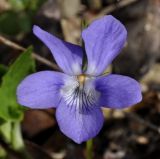 Viola riviniana