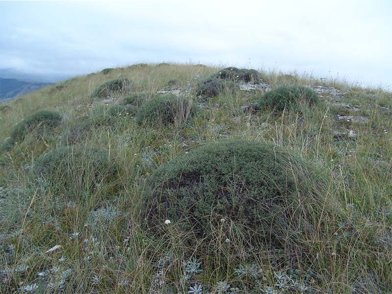 Image of Onobrychis cornuta specimen.