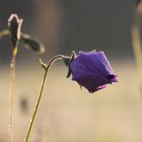 Campanula altaica