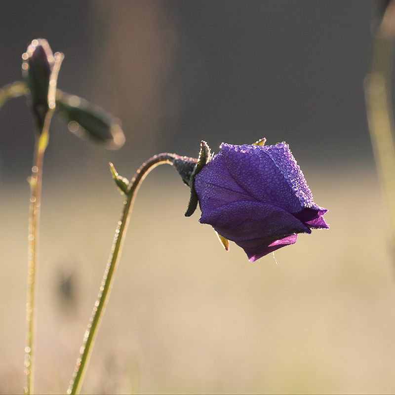 Изображение особи Campanula altaica.