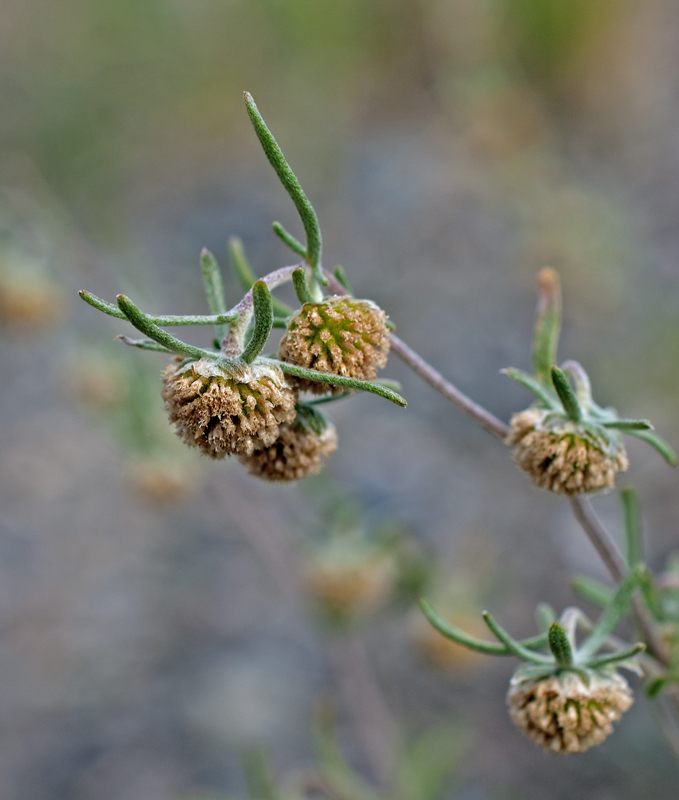 Изображение особи Artemisia macrocephala.