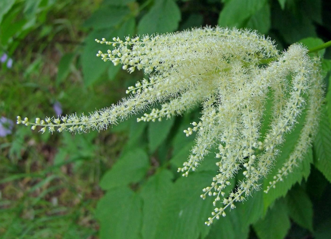 Изображение особи Aruncus dioicus.