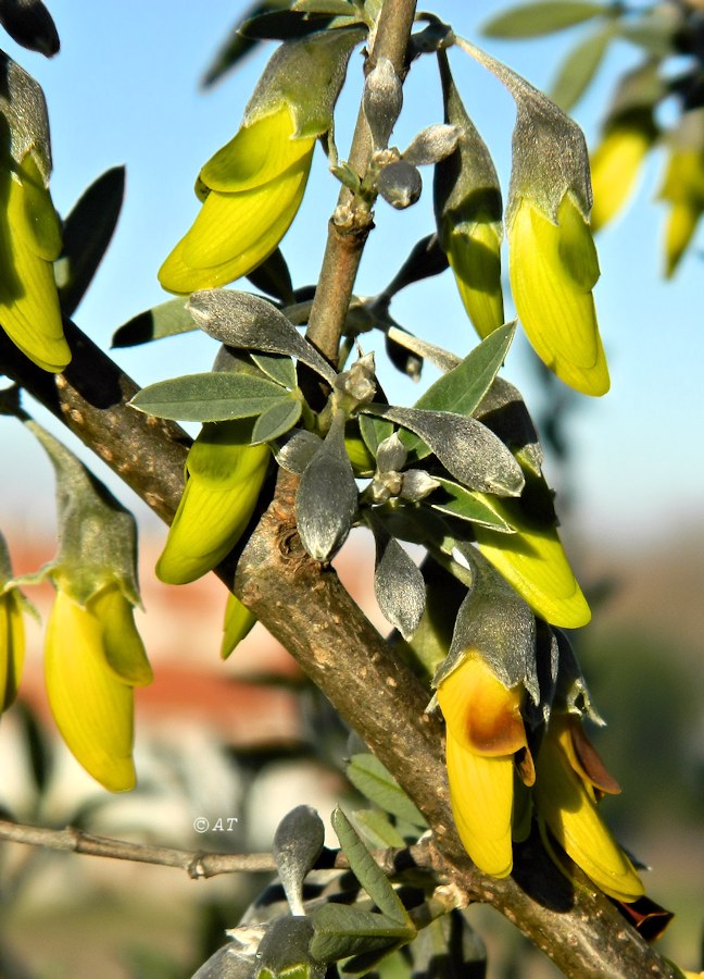 Image of Anagyris foetida specimen.