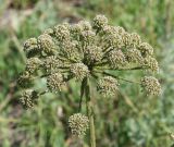 Angelica sylvestris