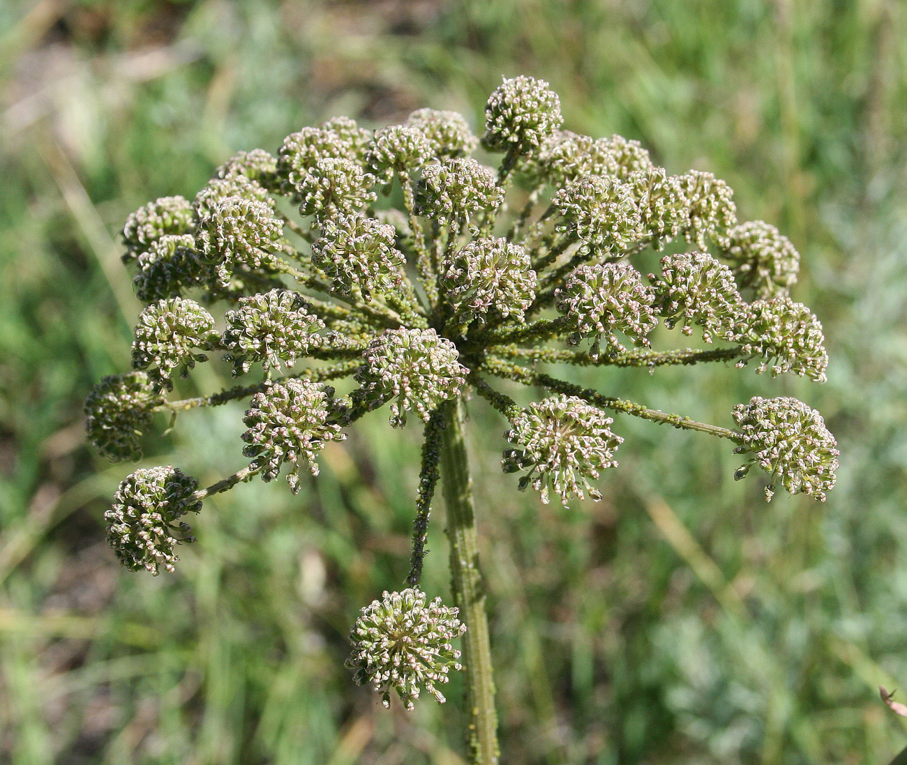 Изображение особи Angelica sylvestris.