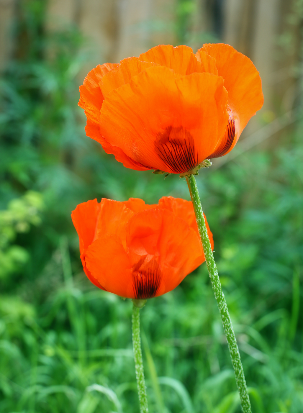 Изображение особи Papaver setiferum.