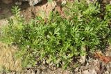 Coronopus didymus. Вегетирующие растения. Черноморское побережье Кавказа, г. Сочи, сорное. 7 июня 2016 г.
