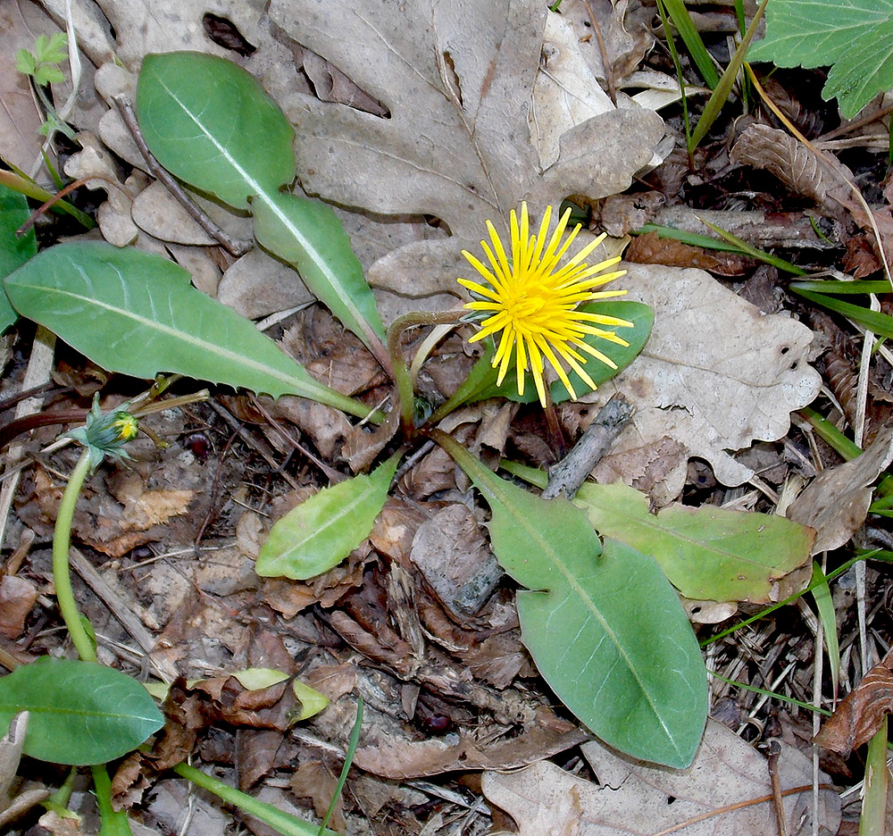 Image of Taraxacum microlobum specimen.
